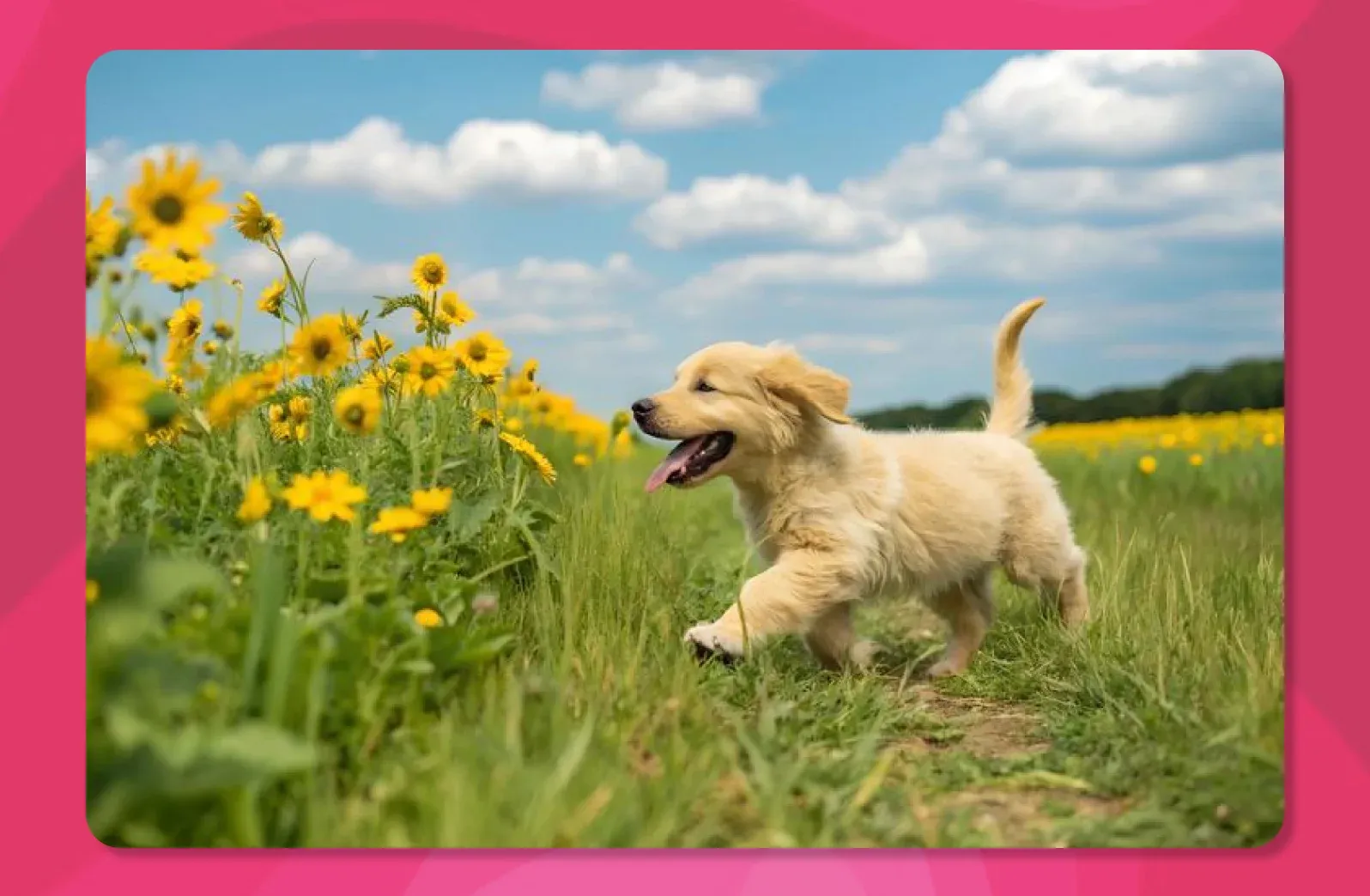 10. Pet Background_ Introduce Your Furry Friend.webp